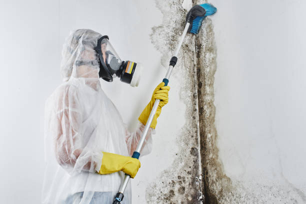 Best Mold Testing  in Lifornia Polytechnic State University, CA