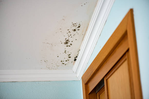 Best Crawl Space Mold Removal  in Lifornia Polytechnic State University, CA