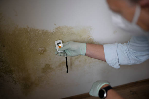 Best Mold Damage Repair  in Lifornia Polytechnic State University, CA
