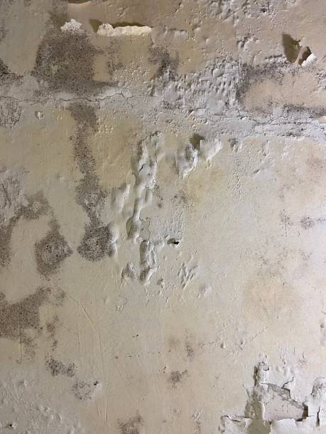 Best Mold Removal Company Near Me  in Lifornia Polytechnic State University, CA
