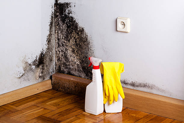 Best Commercial Mold Removal  in Lifornia Polytechnic State University, CA