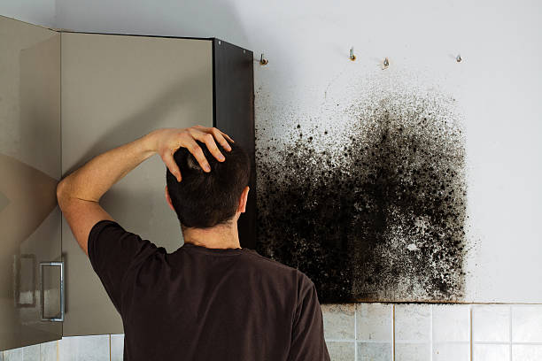  Lifornia Polytechnic State University, CA Mold Removal Pros